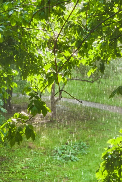 Rain Window Sunshower Blind Rain Sun Shines Wet Ash Trees — Stock Photo, Image