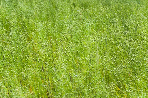 Cápsulas Verdes Linho Linhaça Comum Linum Usitatissimum Campo Contexto — Fotografia de Stock