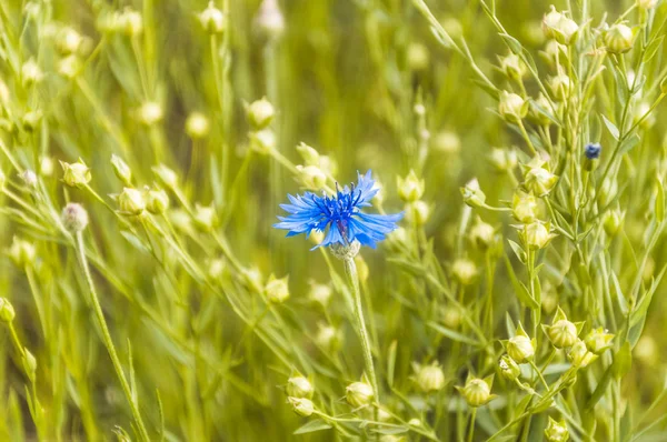 Flor Azul Knapweeds Centaurea Cyanus Entre Linho Campo Cápsulas Verdes — Fotografia de Stock