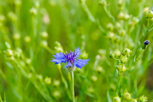 Flor Azul Knapweeds Centaurea Cyanus Entre Linho Campo Cápsulas Verdes — Fotografia de Stock