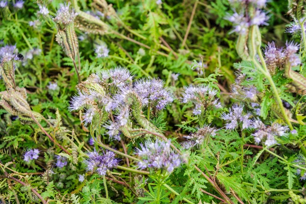 Flores Lilás Plantas Mel Phacelia Rendada Tansy Roxo Phacelia Tanacetifolia — Fotografia de Stock