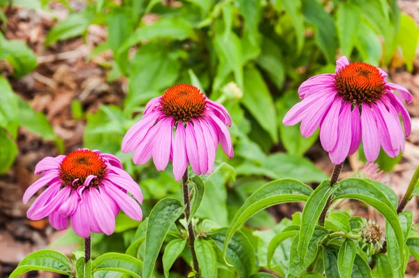 Echinacea Purpurea Veya Doğu Mor Coneflower Güzel Çiçekler Tıbbi Bitki — Stok fotoğraf