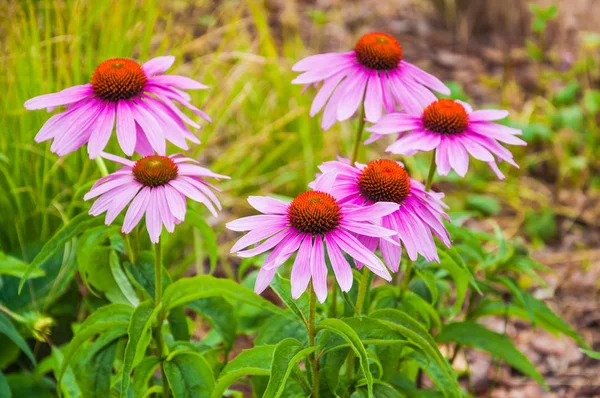 Echinacea Purpurea Coneflower Roxo Oriental Lindas Flores Planta Medicinal — Fotografia de Stock