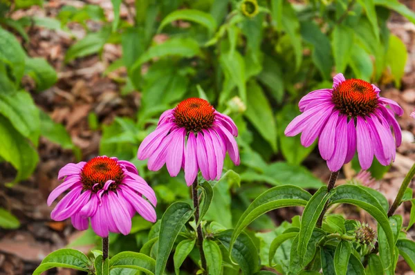 Echinacea Purpurea Échinacée Pourpre Est Belles Fleurs Plante Médicinale — Photo