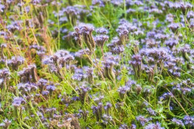 Lila çiçek bal bitki dantelli phacelia veya mor solucan otu (Phacelia tanacetifolia)