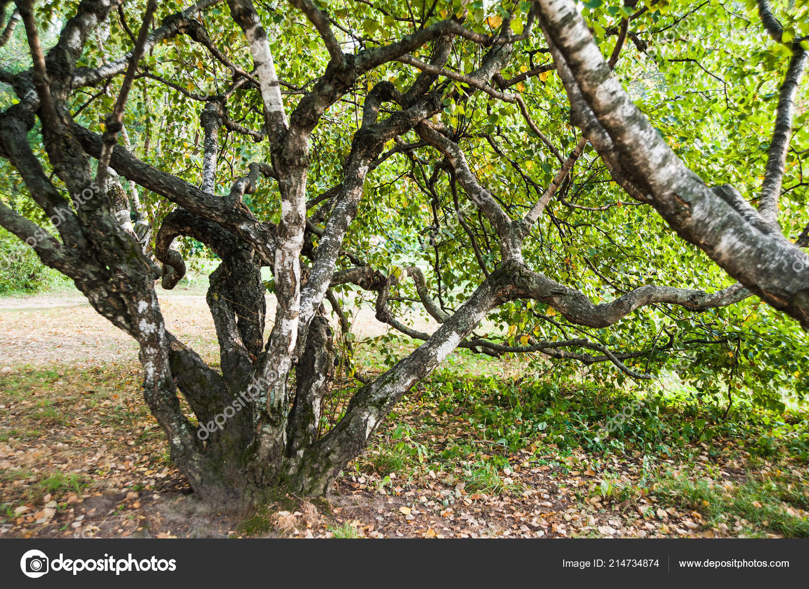 Karelian Birch Betula Pendula Var Carelica Beautiful Tree Landscape Late Stock Photo C Aleoks 214734874