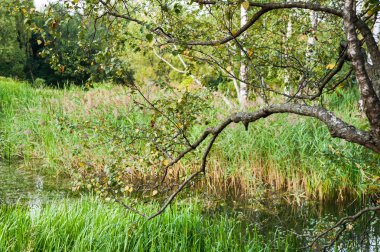 Su bitkiler üzerine eğilmiş bir huş ağacı dalı. Büyük kudret helvası çim (Glyceria maxima). Güzel sahne