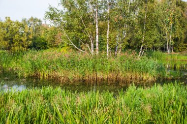 Güzel yaz-sonbahar su manzara gölet ve su bitkileri ile. Büyük kudret helvası çim (Glyceria maxima), yapraklı takımına (Potamogeton natans), ortak reed (kamış)