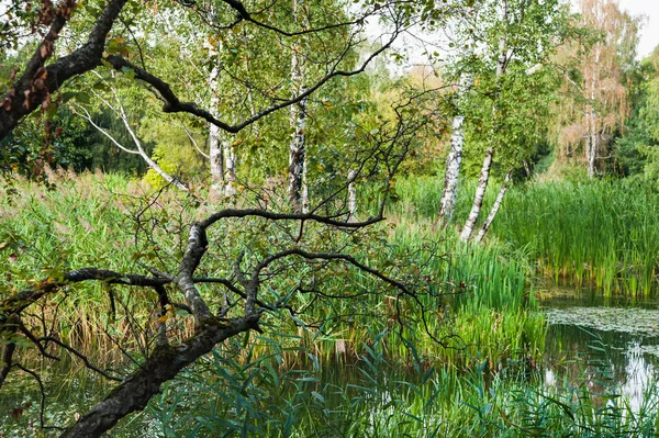 Branch Birch Bent Water Plants Great Manna Grass Glyceria Maxima — Stock Photo, Image