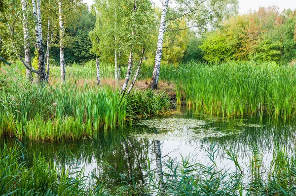 Beautiful Summer Autumn Water Landscape Birches Water Plants Great Manna — Stock Photo, Image