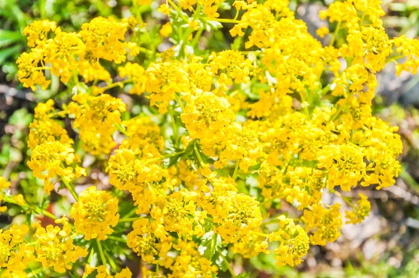 Yellow Flowers Bittercress Barbarea Vulgaris Background — Stock Photo, Image