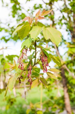 Acer negundo veya akçaağaç kül. Genç yaprakları ve olgunlaşmamış tohum bahar