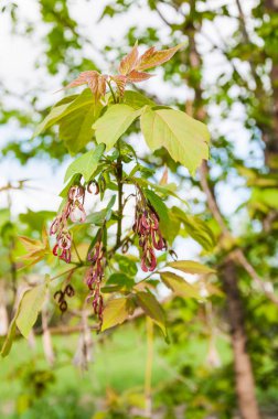 Acer negundo veya akçaağaç kül. Genç yaprakları ve olgunlaşmamış tohum bahar