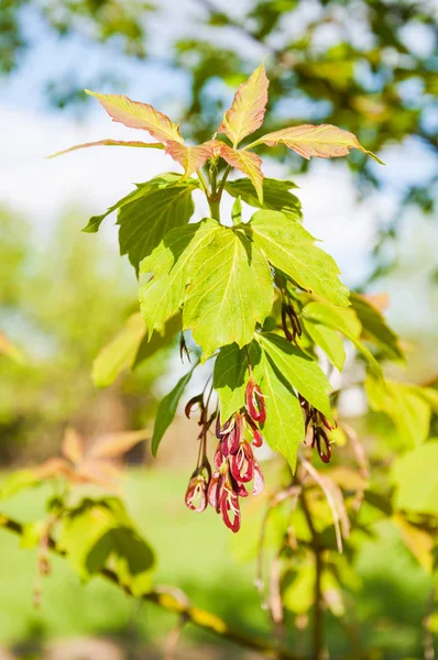 Acer Negundo Maple Ash Young Leaves Immature Seeds Spring — Stock Photo, Image