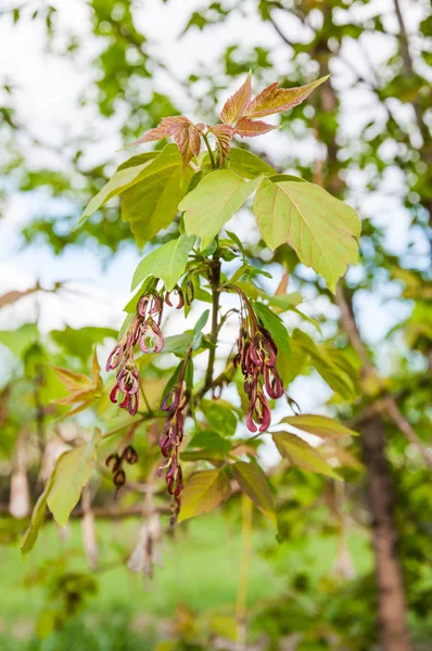 Acer Negundo Maple Ash Young Leaves Immature Seeds Spring — Stock Photo, Image