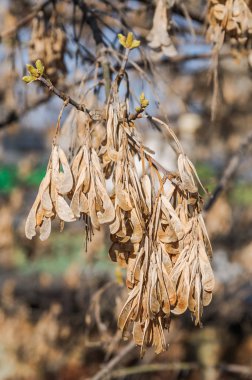 Geçen yılki kuru ash - leaved akçaağaç (Acer negundo) aken, samaras bahar dal kanatlı