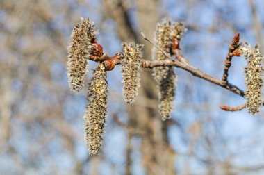 Bahar closeup kadın Aspen kedicikler