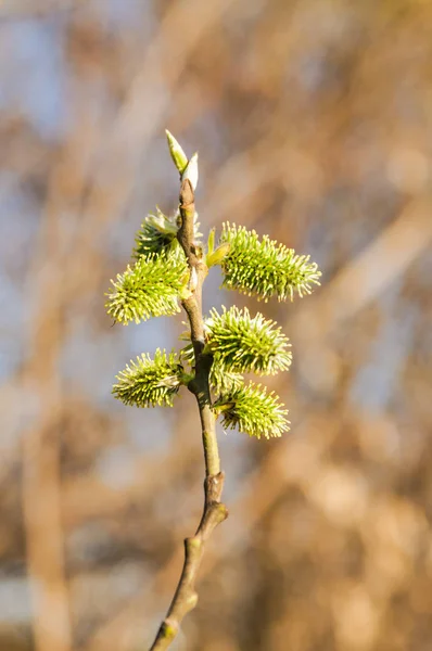 Willow Salix Branch Flowering Inflorescences Spring — Stock Photo, Image