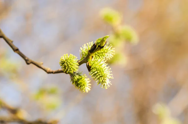 Willow Salix Branch Flowering Inflorescences Spring — Stock Photo, Image