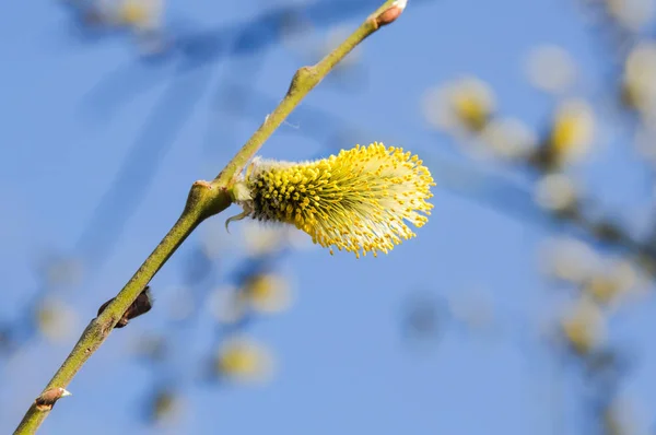 Flowering Goat Willow Salix Caprea Spring — Stock Photo, Image