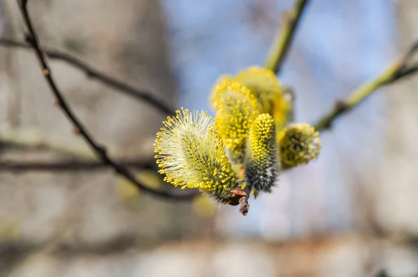 Ανθοφορίας Κατσίκα Willow Salix Caprea Την Άνοιξη — Φωτογραφία Αρχείου