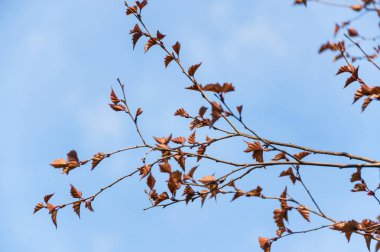 Huş ağacı (Betula pendula) Purpurea ilkbaharda mavi gökyüzüne karşı