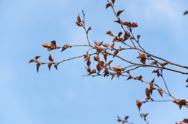 Huş ağacı (Betula pendula) Purpurea ilkbaharda mavi gökyüzüne karşı