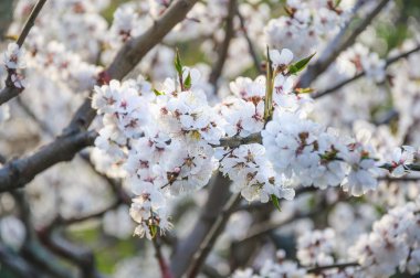 İlkbaharda Çiçekaçan Kayısı ağacı (Prunus armeniaca)