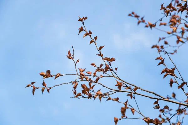 Birch Betula Pendula Purpurea Spring Blue Sky — Stock Photo, Image