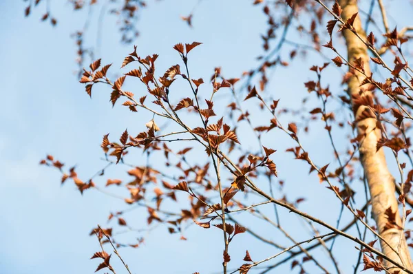 Birch Betula Pendula Purpurea Spring Blue Sky — Stock Photo, Image