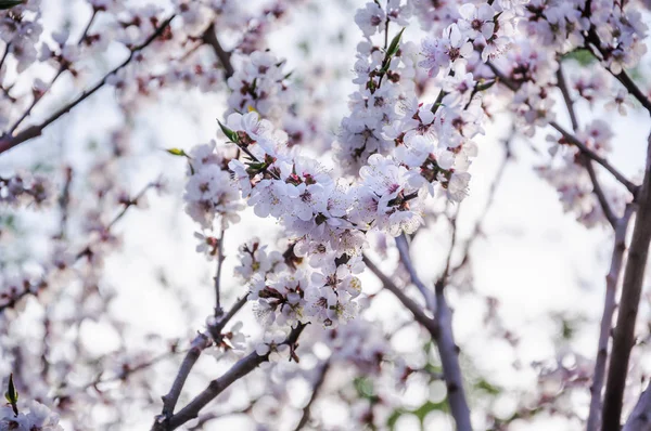 Lkbaharda Çiçekaçan Kayısı Ağacı Prunus Armeniaca — Stok fotoğraf