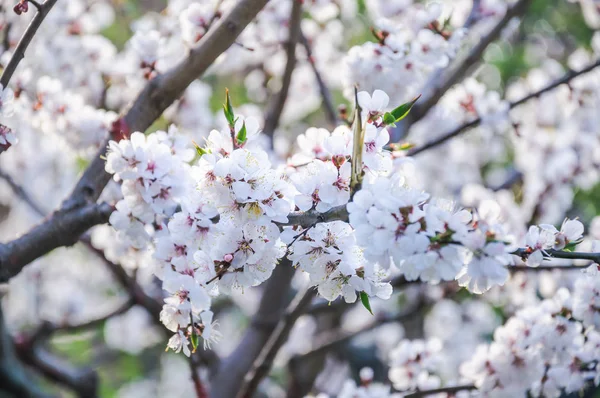 Lkbaharda Çiçekaçan Kayısı Ağacı Prunus Armeniaca — Stok fotoğraf