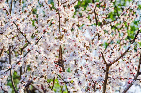 Lkbaharda Çiçekaçan Kayısı Ağacı Prunus Armeniaca — Stok fotoğraf