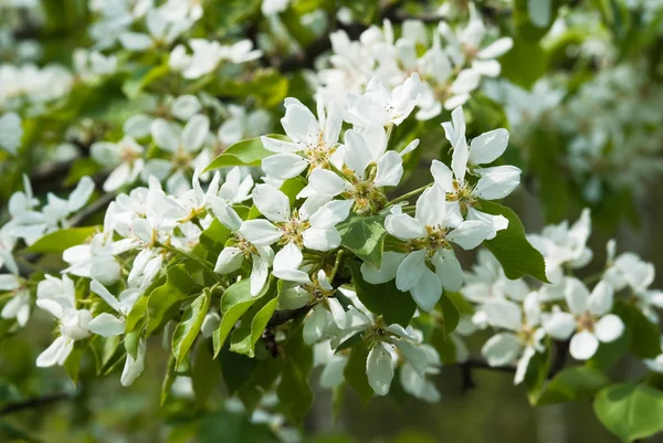 Lkbaharda Çiçekli Armut Ağacı Pyrus — Stok fotoğraf