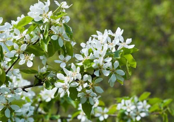 Lkbaharda Çiçekli Armut Ağacı Pyrus — Stok fotoğraf