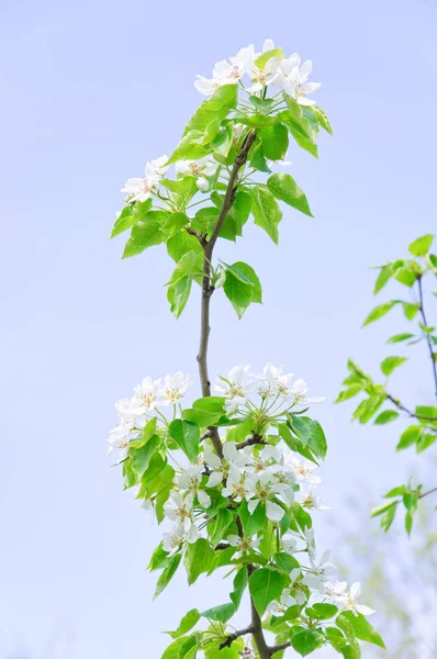Lkbaharda Çiçekli Armut Ağacı Pyrus — Stok fotoğraf