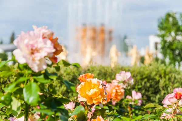 Hermosas Rosas Fondo Fuente Amistad Los Pueblos Vdnh Enea Moscú — Foto de Stock