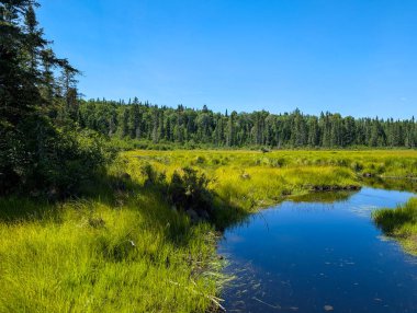 Kanada, 06 Ağustos 2025: Canlı mavi gökyüzü ağaçlarla çevrili sakin bataklığa yansıdı
