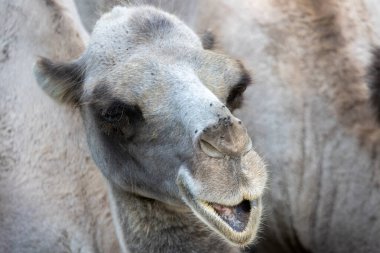 Kanada, 09 Ağustos 2025: Açık ağızlı ve anlamlı gözlü mutlu deveye yakın durun