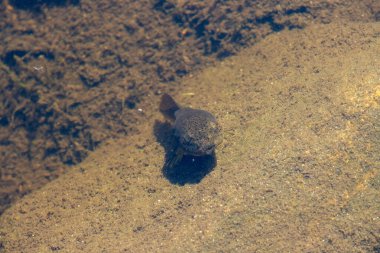 Kanada, 23 Temmuz 2025: Sığ su kurbağa yavrusu hala güneş ışığı altında kumlu nehir yatağında dinleniyor