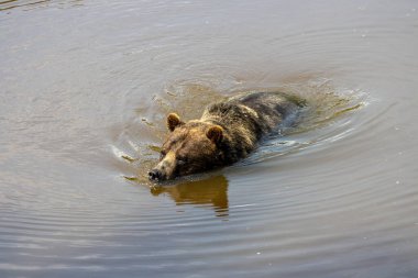 Kanada, 09 Ağustos 2025: Büyük kahverengi ayı sakin yansıtıcı nehir suyunda zarifçe yüzüyor