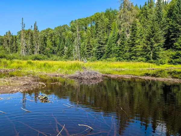 Kanada, 06 Ağustos 2025: Durgun sulara yansıyan yeşil ağaçlı günışığı kunduz göleti
