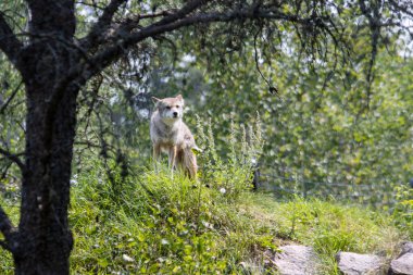 Kanada, 09 Ağustos 2025: Vahşi kurt gölgeli ağacın altındaki çimenli tepede alarmda duruyor