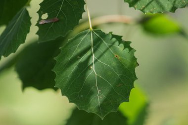 Kanada, 31 Ağustos 2025: Güneş ışığı, canlı yeşil kavak ağacı yaprağı üzerinde gölgeler oluşturuyor