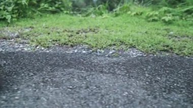 Uzun yürüyüşe çıkan kimse backpacker adamın macera hissi özgürlük yağmurlu günde göl yakınındaki ormanda yürüyüş hiking. Yaşam tarzı erkekler seyahat rahatla kavramı. 
