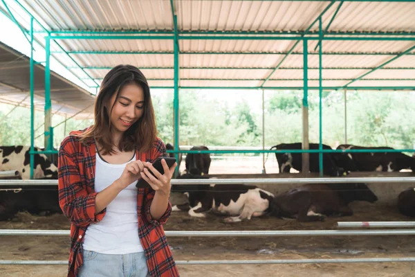 Kaunis aasialainen nainen tai maanviljelijä, joka käyttää matkapuhelinta tai älypuhelinsovellusta ja lehmiä peltoviljelyssä ja karjankasvatuksessa . — kuvapankkivalokuva