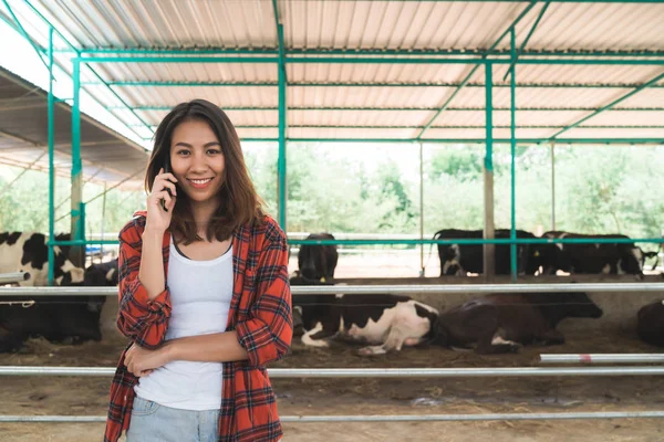 Kaunis aasialainen nainen tai maanviljelijä, joka käyttää matkapuhelinta tai älypuhelinsovellusta ja lehmiä peltoviljelyssä ja karjankasvatuksessa . — kuvapankkivalokuva