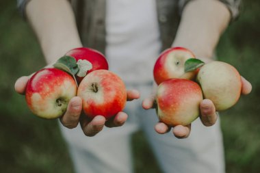 Bahçede elma toplama ve hasat gösterilen sonbahar genç adam. Portre. Yatay