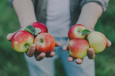 Bahçede elma toplama ve hasat gösterilen sonbahar genç adam. Portre. Yatay