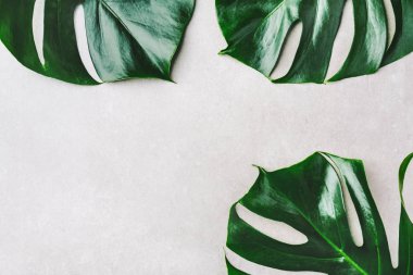 Monstera üstten görünüm beyaz zemin üzerine yaz doğa moda kavramı bırakır